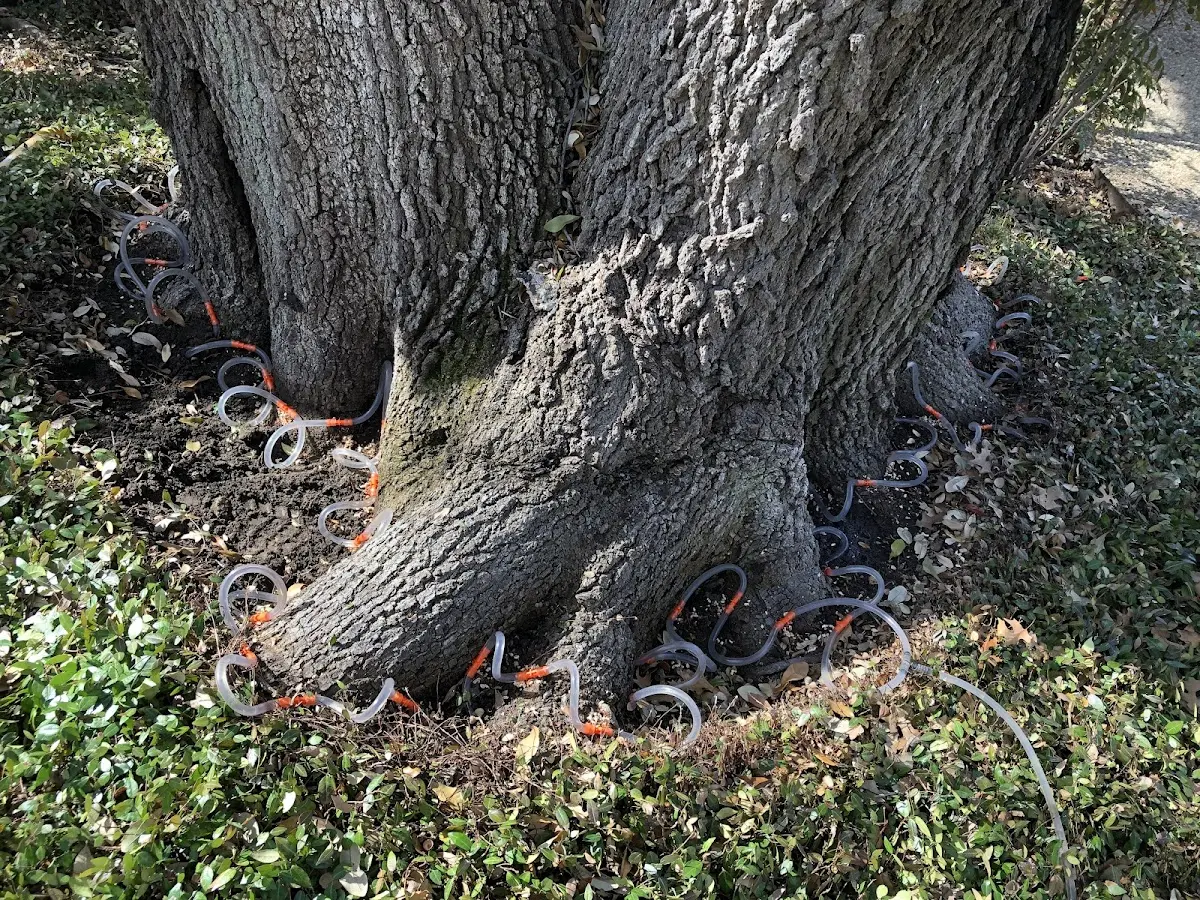 Detailed Tree Cabling and Bracing job site in Danbury