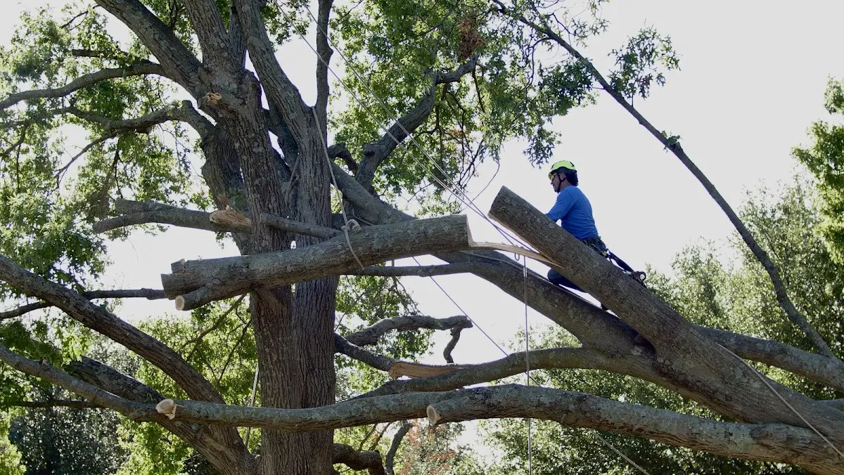 Professional Crown Thinning performed by certified arborists in Danbury